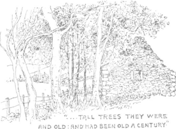 Tall trees they were
